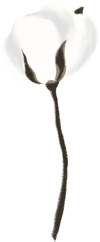 cotton flower handdrawn