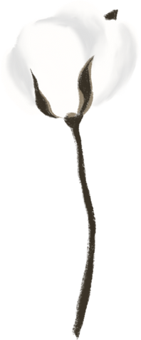 cotton flower handdrawn